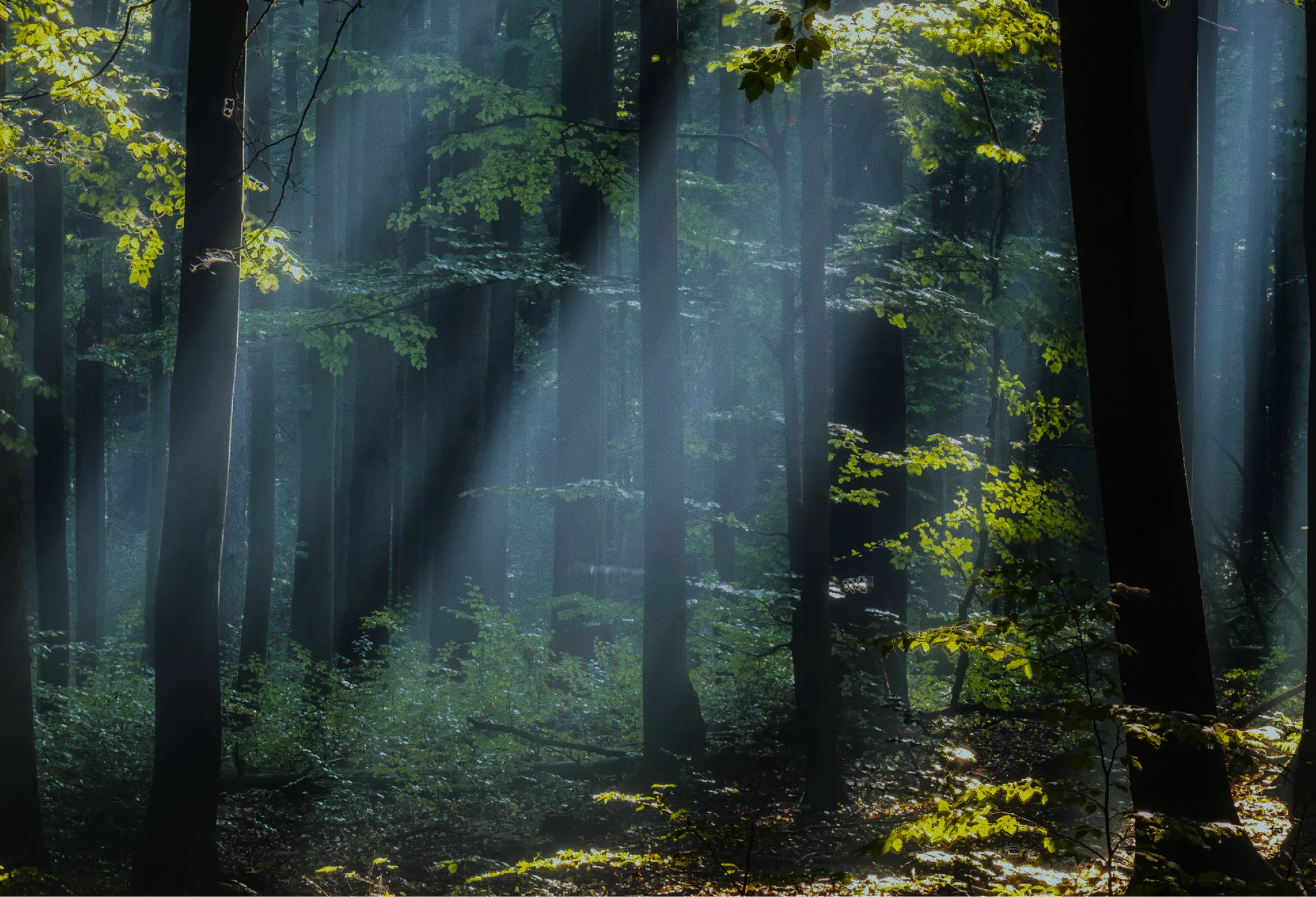 下川フォレストファミリー